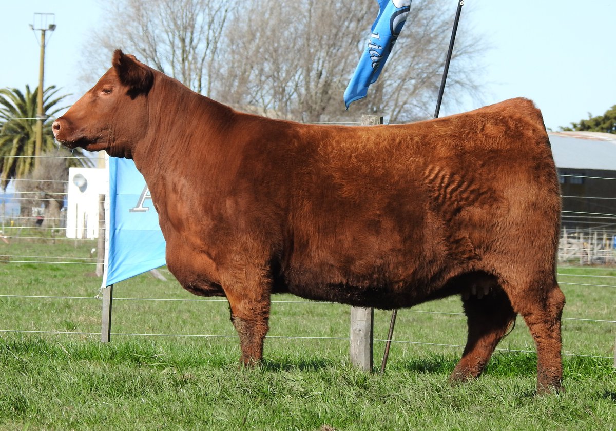 InambuAngus's tweet photo. La Rp 1644 LAMPARITA es una excelente hija de QUEBRANTADOR sobre nuestra principal donante colorada,  la Rp 136 MOSTAZA.Esta vaquillona es propia hermana de PIEDAD, Tercer Mejor Hembra Nacional de Primavera 2019,  y de ARRAYÁN, increíble padre que nos ha dado excelentes machos https://t.co/v92UghZmxX