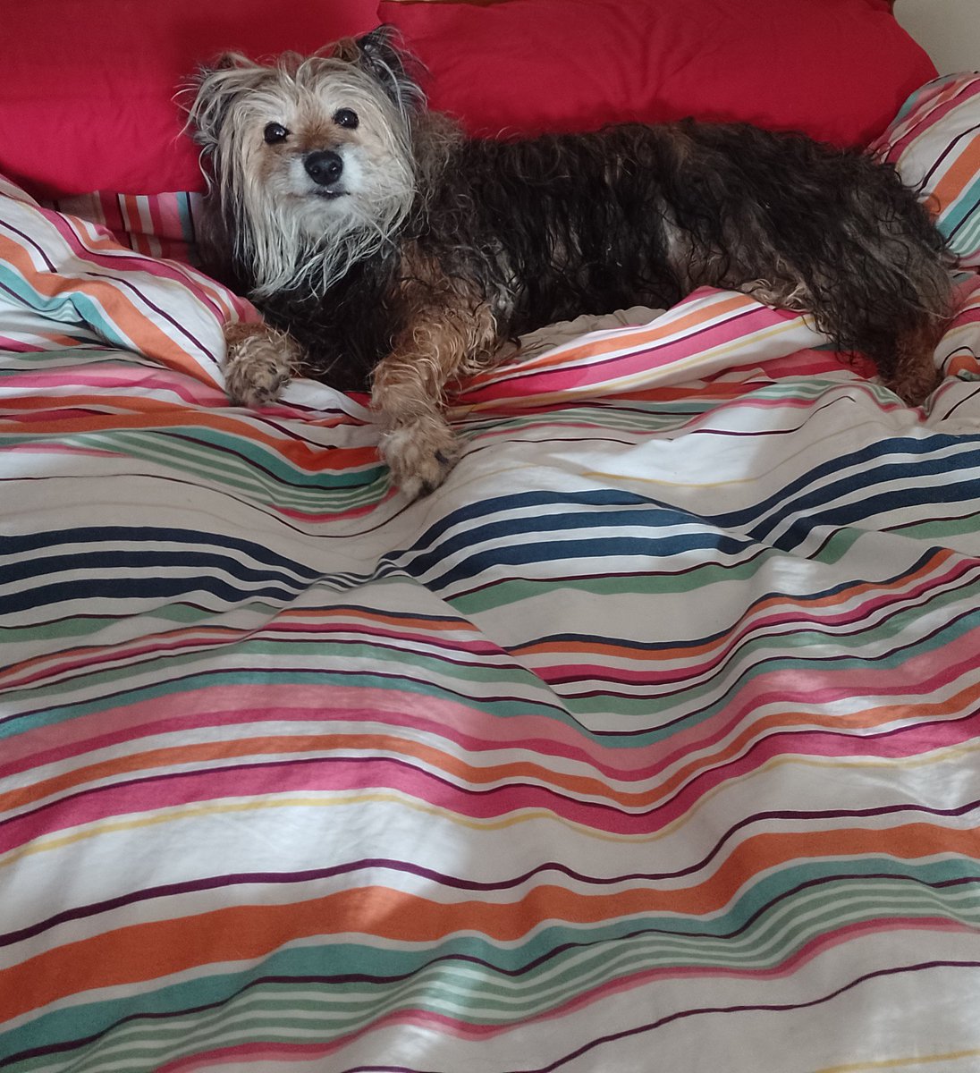 88CharleyBarley's tweet photo. Oops - hi mummy just relaxing on your bed after my @dailyswim ๐๐๐ #DogsOnTwitter #dogs #seniorpupsaturday #cutedogs #floofdogs #floofsformaggie #RescueDogs #olddogs #dogsarelove #dogsarefamily https://t.co/IPkRpr0yZb