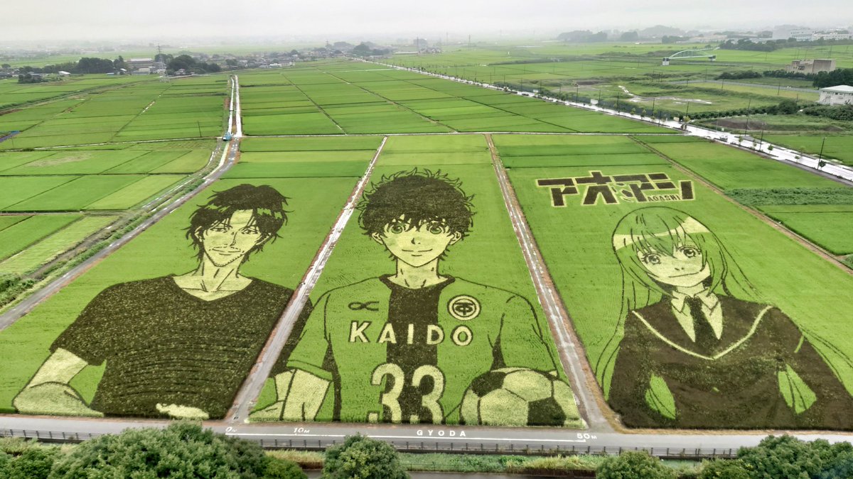 Rice paddy art 
2022

Gyoda city saitama pref.JAPAN
#art #ricepaddyart #aoashi #Japan