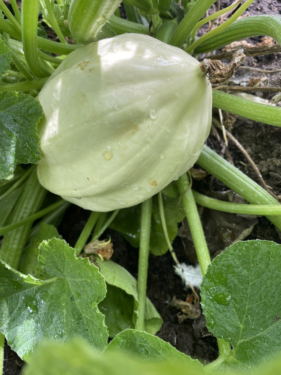 PlotterThe's tweet photo. Tomatoes are in full flow, and a mystery “cucumber” shows itself as a marina di choggia. Plus first time growing mashed potato squash #allotment https://t.co/iQG6s5stZC