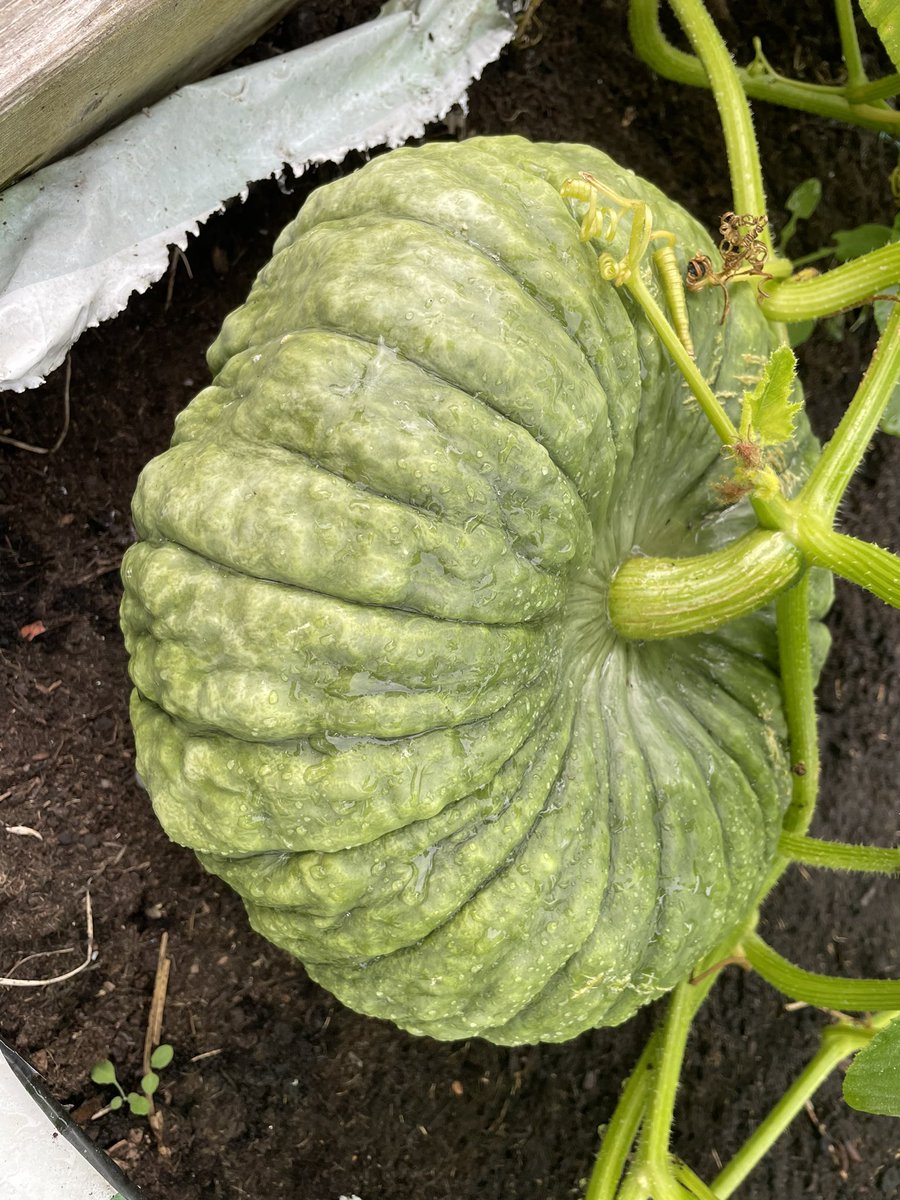 Tomatoes are in full flow, and a mystery “cucumber” shows itself as a marina di choggia. Plus first time growing mashed potato squash #allotment