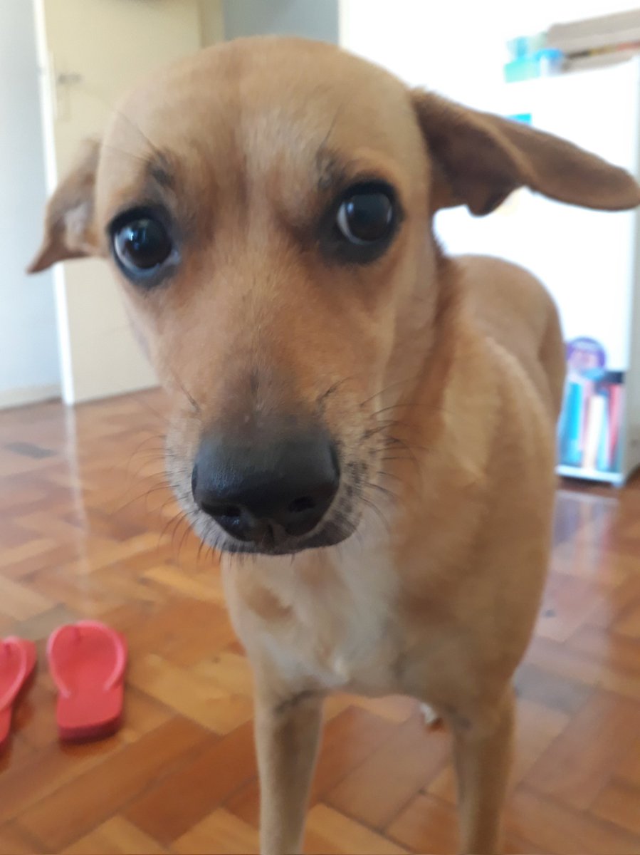 "só um pedacinho disso que você tá comendo?" 👣🖤🐾