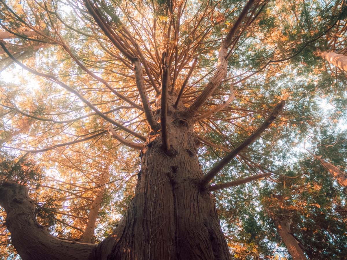 Sean Murphy tweet media