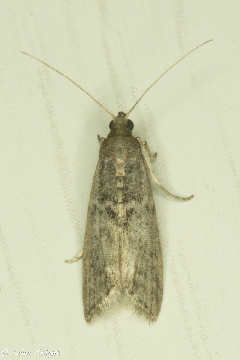 sandbyte's tweet photo. #mothukid I'd appreciate an id of this moth from Littlehampton, West Sussex on25 Aug, 2022 https://t.co/mlGhLeHegm