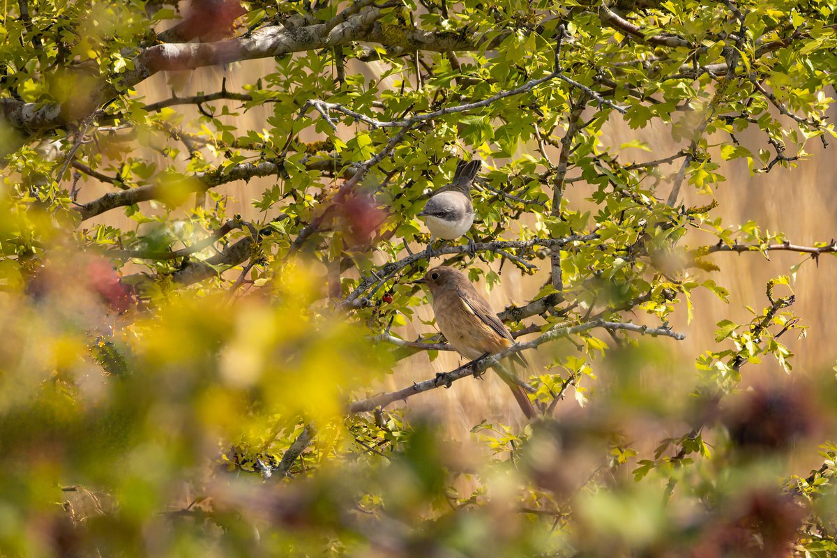 Common Redstart and Lesser Whitethroat hiding out together at Pitstone Hill this morning, frequently disturbed by dogs off leads whose owners seemed to be exempt from the unambiguous “ALL dogs on leads at ALL times” signs!! 🤷‍♂️🤦‍♂️ <a href="/HMWTBadger/">Herts & Middlesex Wildlife Trust</a> @AshridgeNT <a href="/TringBirds/">TringBirds</a> <a href="/bucksbirdnews/">Bucks Bird News</a>