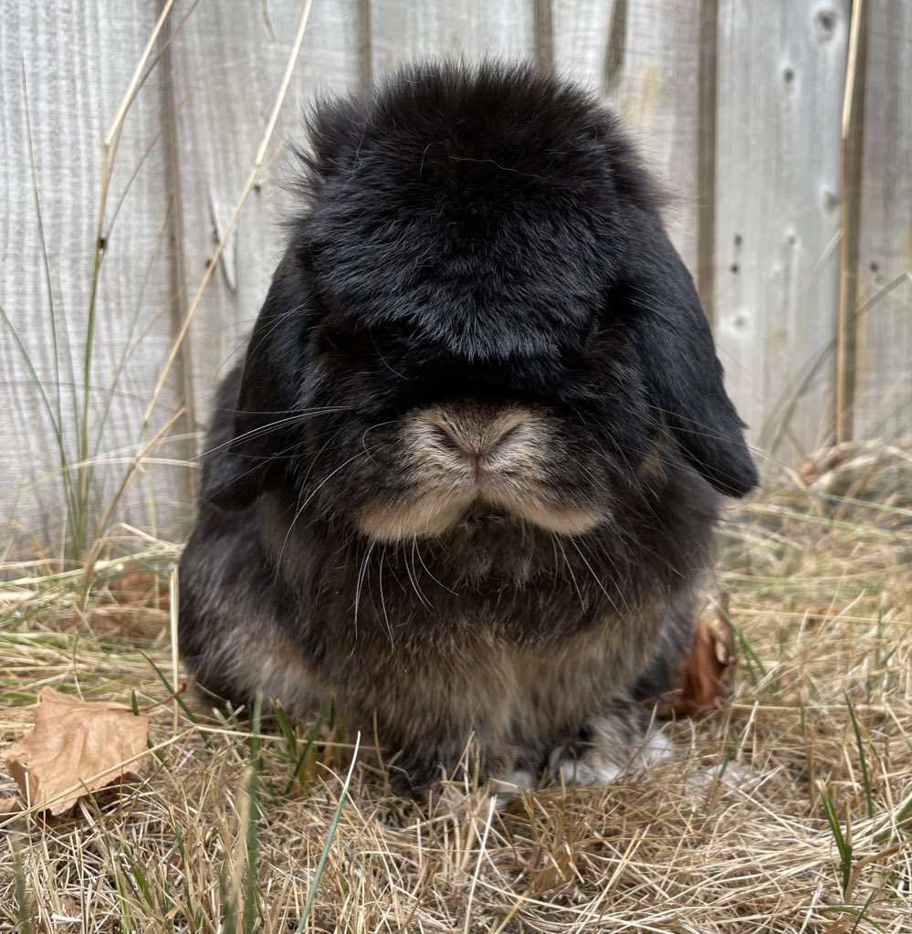 LudoCallTheRox's tweet image. Theo says hi 👋 #bunob