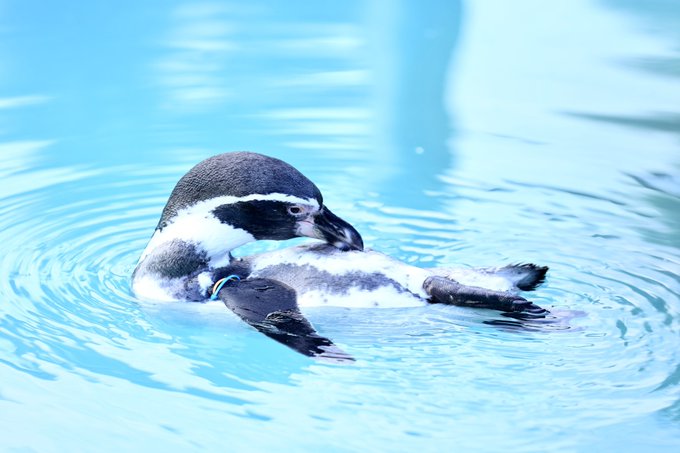 ペンギンのtwitterイラスト検索結果 ペンギンのtwitterイラスト検索結果