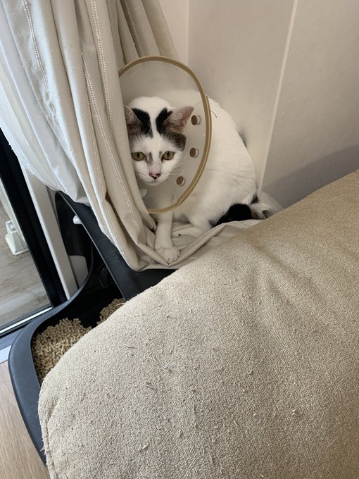 Twitterのコスプレ画像28