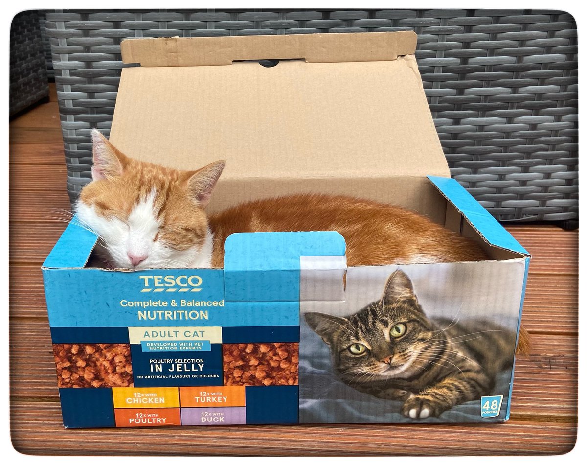 The #hedgehogs in my #hedgehog hospital love @Tesco cat food, and once it’s empty, Horace our rescue #cat loves the box