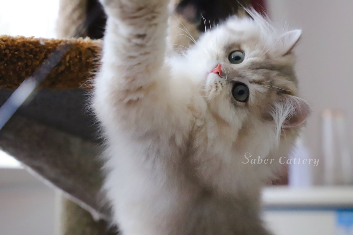 CatterySaber's tweet photo. A pretty boy.
British longhair -ay11
#cat #kittens #KittensOfTwitter #KittenPeaceKeeper #britishlonghair #britishcat #animals  #AnimalKingdom  #AnimalLovers https://t.co/0v2oHRxQje