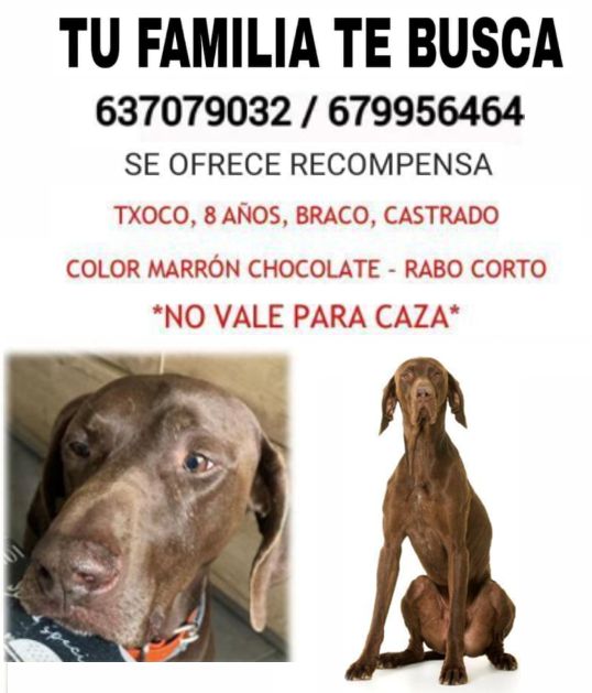 PoliciaVelilla's tweet photo. ⚠Nos piden colaboración para localizar a TXOCO🐕, perdido el 13/08 a mediodía en el camino Asfain (Azuqueca a Meco). ⚠
Braco, marrón chocolate, 8 años, castrado y rabo corto.
Contacto: ☎637 079 032 y ☎679 956 464
#EnComunidadSomosMás #PolicíaVelilla #Perro #TXOCO https://t.co/W7rC8FVbqD