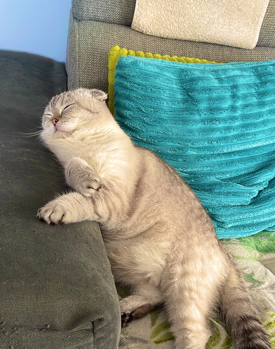 Yep. That's not a regular cat pose while sleeping #CatsOfTwitter