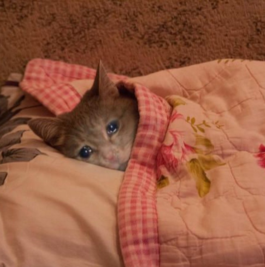 samroidk's tweet image. Mi bigote de chocolate no tenía chocolate jajs
@TiaRosaMx