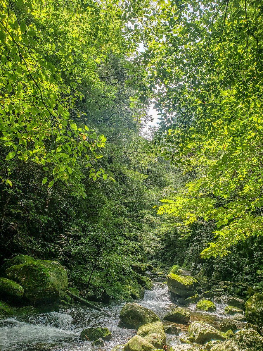 felvmm's tweet photo. #写真好きな人と繋がりたい 
 #写真撮ってる人と繋がりたい 
 #写真で伝える私の世界 
 #癒しの場所
 #マイナスイオン
 #緑 https://t.co/eLB57t5Yup