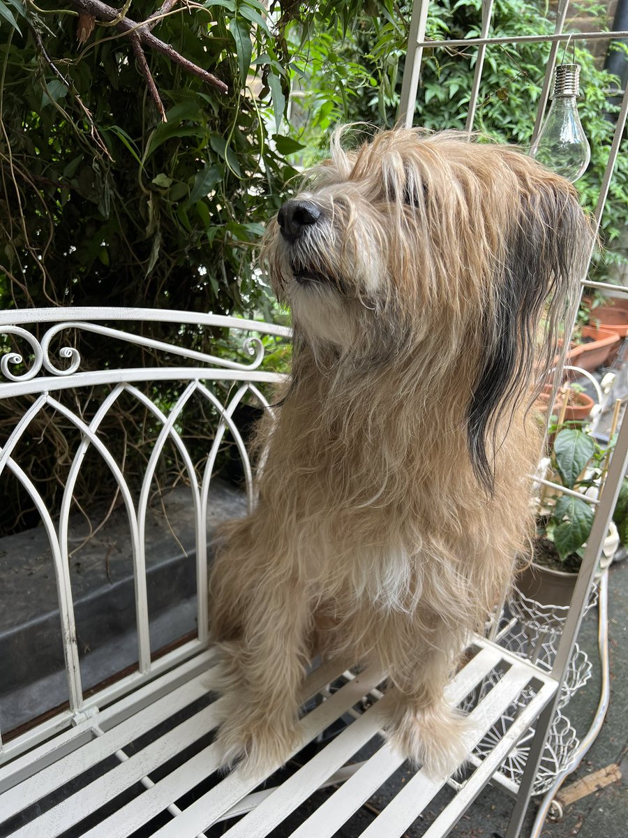 Be That Dog! tweet media