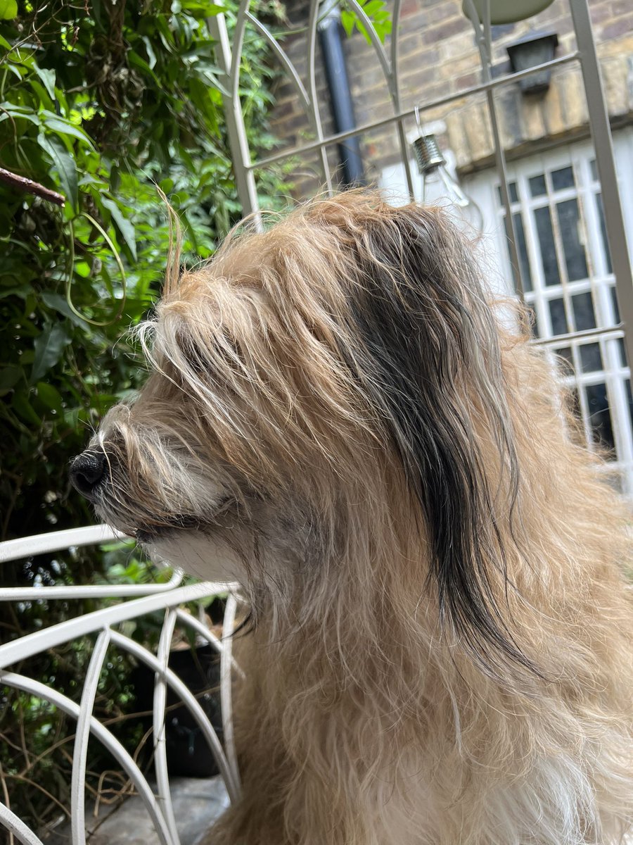Be That Dog! tweet media