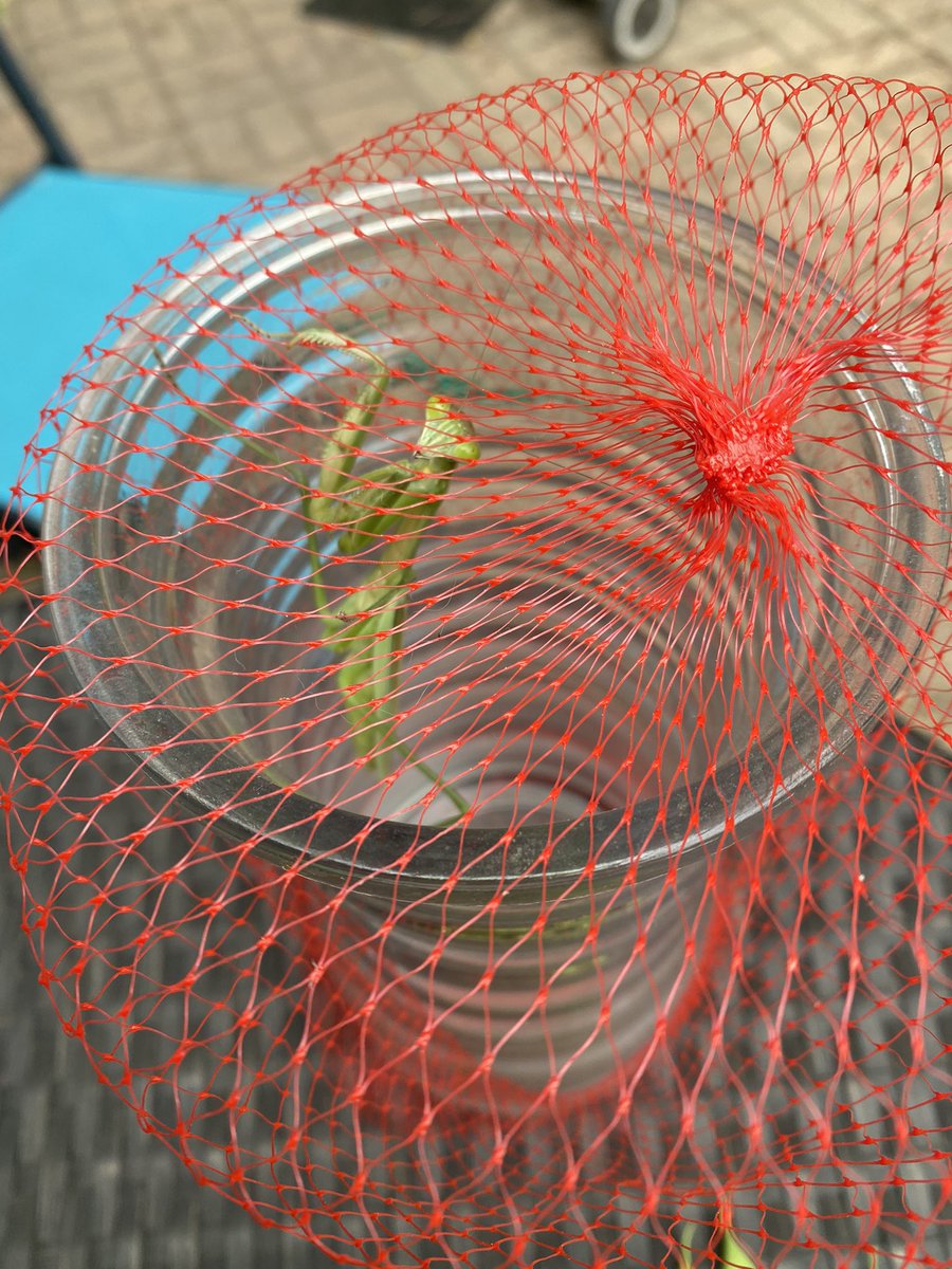 CPSCareerReady's tweet photo. #Selfcare gardening and #BackyardSTEM with a praying mantis and a humming bird! https://t.co/hFwj5qYYZS