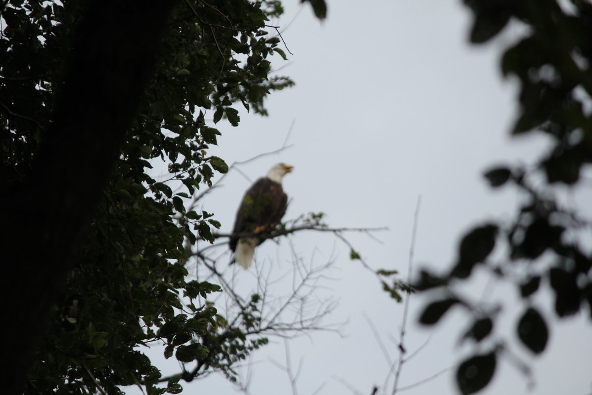 SteveVABS's tweet photo. This morning in the back yard. #baldeagle https://t.co/wtIJ7YpZz1