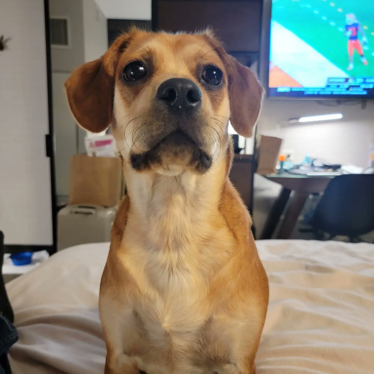 IndyHecker's tweet photo. @VivianActivist @WBPate1 @AaronParnas Stole it and here is a picture of our George https://t.co/R5mGndIkPk