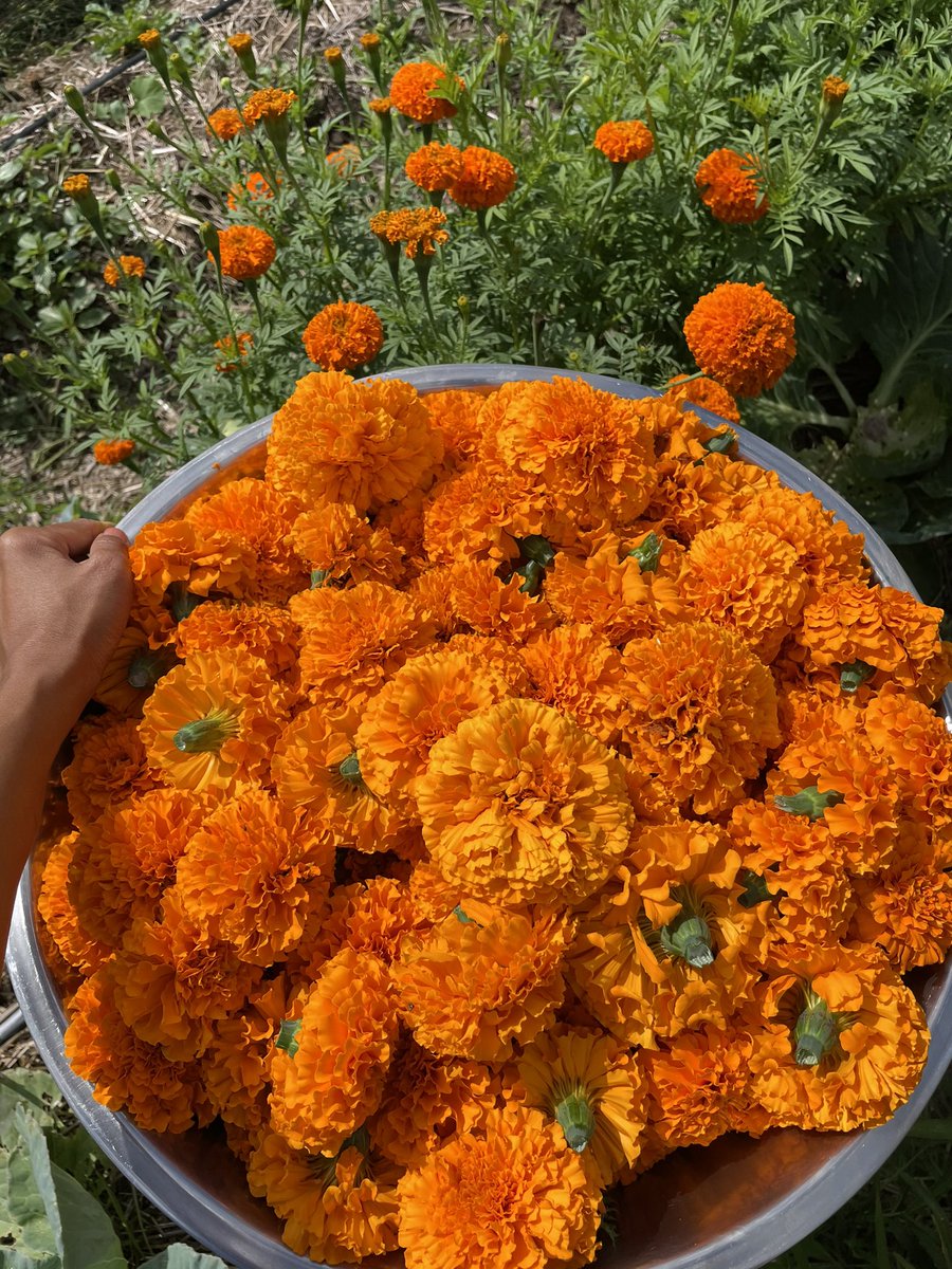 ricis_angel's tweet photo. Starting my day harvesting marigolds https://t.co/6rurUvspxw