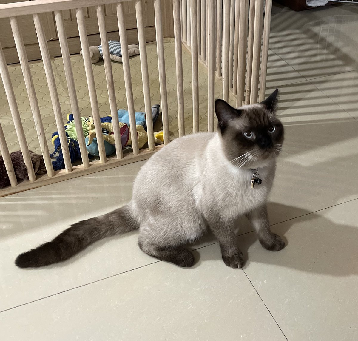 นั่งเถียงยายว่าไม่ได้เอาของเล่นตินตินไปซ่อน
และใช่ค่า ในคอกก็คือฝุ่นคาบไปใส่ทั้งหมด..