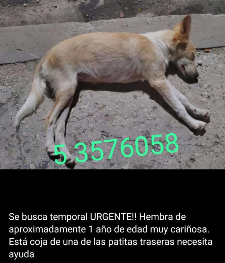 rHope_GangStar's tweet photo. Esta perrita que ven me siguió ayer desde el vedado hasta 10 de octubre, se montó en la wawa y todo. Por sus características parece estar perdida o abandonada. Ayuden a encontrar su dueño o un nuevo hogar. Twitter haz tu magia. https://t.co/3PJoQsiiCm
