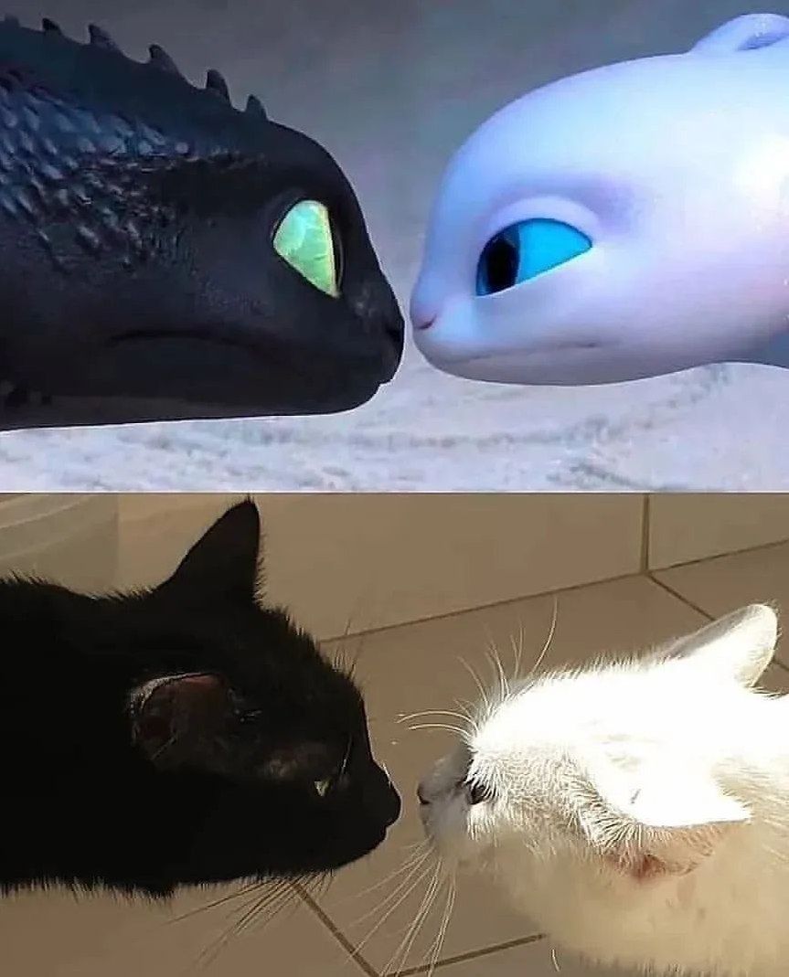 Black cats are not bad luck tweet media