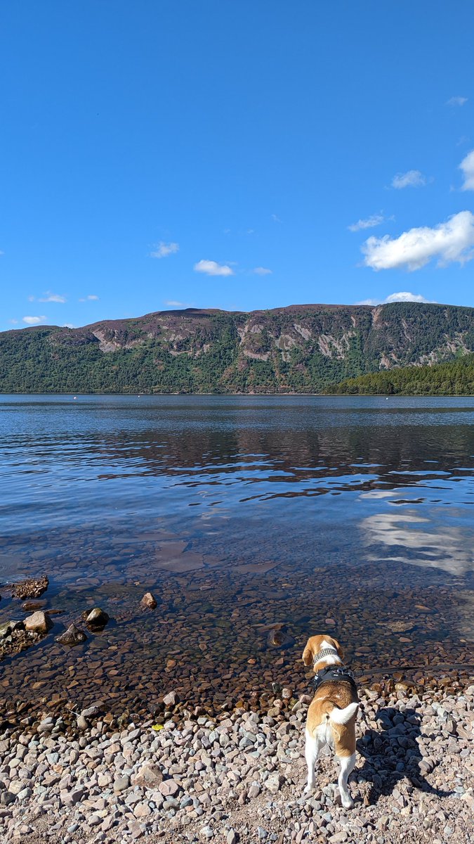_lolalollipop's tweet photo. Beautiful beautiful weather here! How are you all? ๐ถ๐๐๏ธโ๏ธ
#lochness #beagle #BeaglesOfTwitter #dogs #dogsoftwitter #lochs #beach #dogsatthebeach #scottishbeaches https://t.co/bGn5fwzOIJ