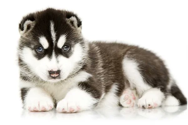 tizenkrishna's tweet photo. @AzraGames @legions_legends I would like to have this as my sweet pet.
@chikkutp @vishnu_vjy https://t.co/cNAlTV0LSW