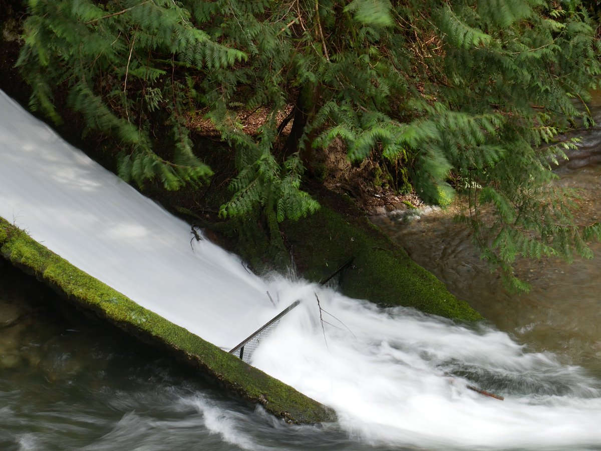 TonyCava's tweet photo. #Something Beautiful Bellingham Archive- Whatcom Falls Sluice, April 2 2017. Hand-held 1 second. #whatcomfalls #longexposure #photohour #bellinghamwa https://t.co/h0OHSsN3DU