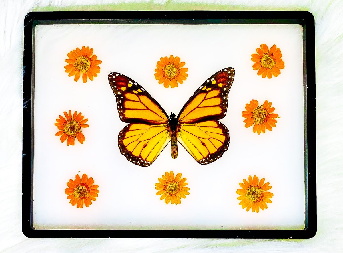 Milky Monarch Rolling Tray