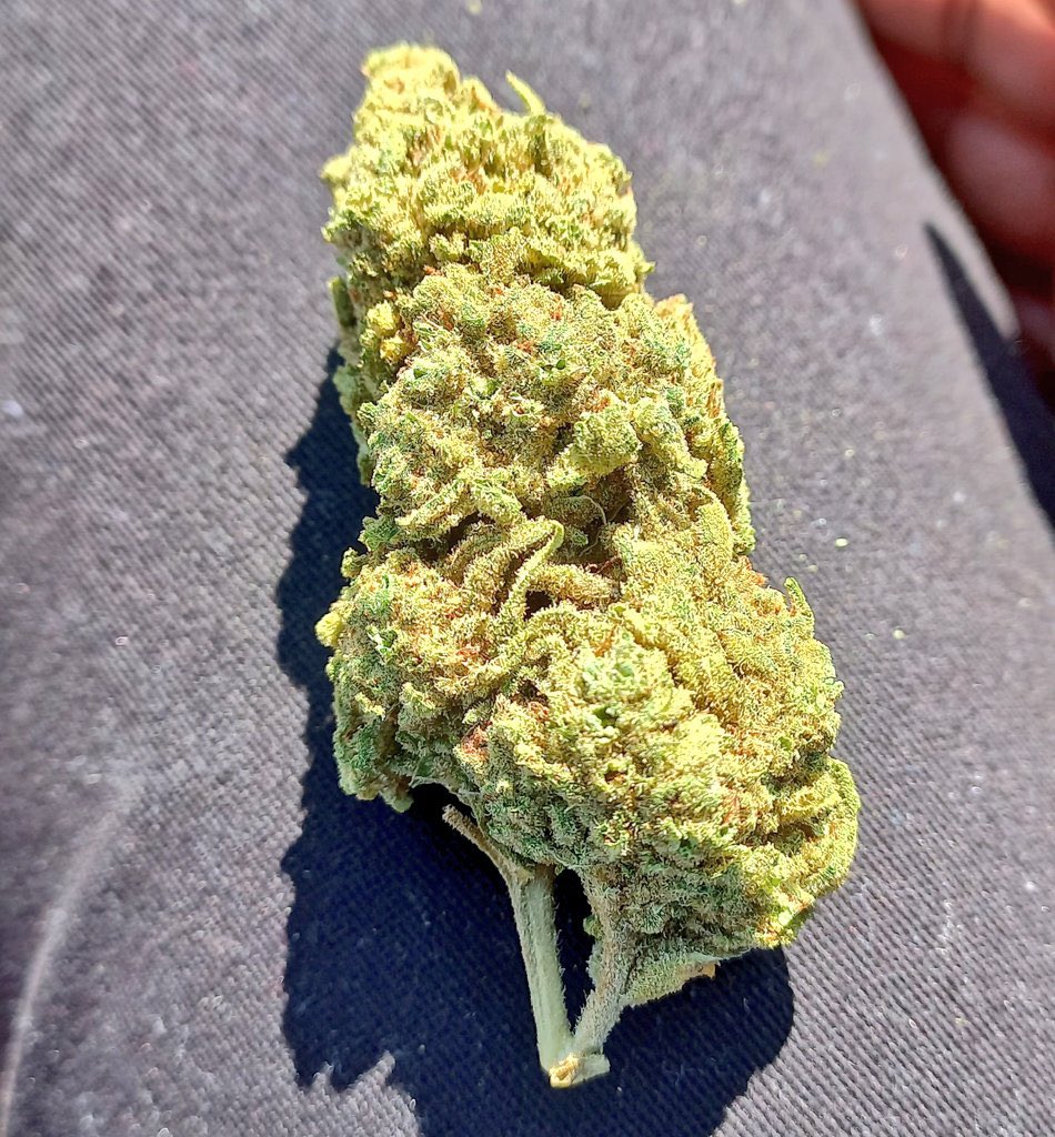 Undeafea's tweet photo. Smoke some Brocoli💨 https://t.co/XTS6VNiukZ