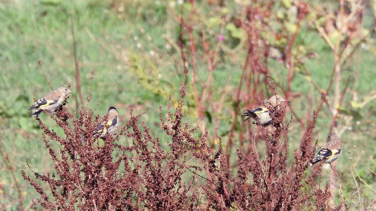 inja5248's tweet photo. #putters oftewel #distelvinken smullend van de zaden van #distels langs #Mooder_Maas in #Maasvallei_Rivierpark #Grensmaas bij #Roosteren 💚
#carduelis_carduelis #BirdsSeenIn2022🇳🇱 #birdphotography
@Natuurmonument @vogelnieuws @Roots_NL @Sovon @Britnatureguide @NatureTodayNL https://t.co/uTJrlzGvJ3