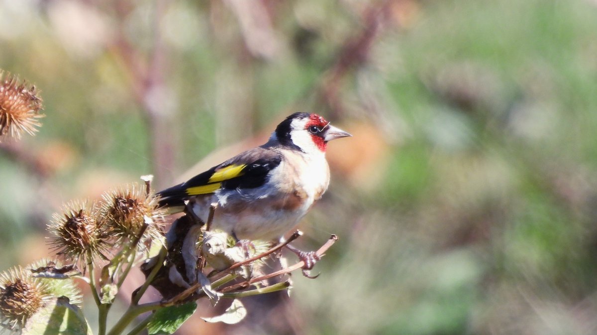 inja5248's tweet photo. #putters oftewel #distelvinken smullend van de zaden van #distels langs #Mooder_Maas in #Maasvallei_Rivierpark #Grensmaas bij #Roosteren 💚
#carduelis_carduelis #BirdsSeenIn2022🇳🇱 #birdphotography
@Natuurmonument @vogelnieuws @Roots_NL @Sovon @Britnatureguide @NatureTodayNL https://t.co/uTJrlzGvJ3