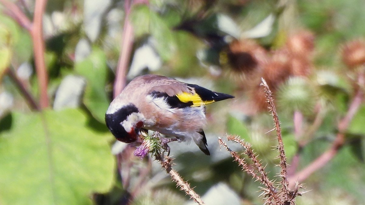 inja5248's tweet photo. #putters oftewel #distelvinken smullend van de zaden van #distels langs #Mooder_Maas in #Maasvallei_Rivierpark #Grensmaas bij #Roosteren 💚
#carduelis_carduelis #BirdsSeenIn2022🇳🇱 #birdphotography
@Natuurmonument @vogelnieuws @Roots_NL @Sovon @Britnatureguide @NatureTodayNL https://t.co/uTJrlzGvJ3