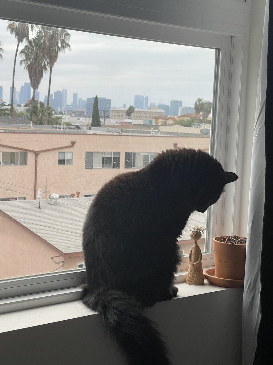 loggface's tweet image. Sometimes you just need a friend to hear your thoughts. #FriendshipDay #cats