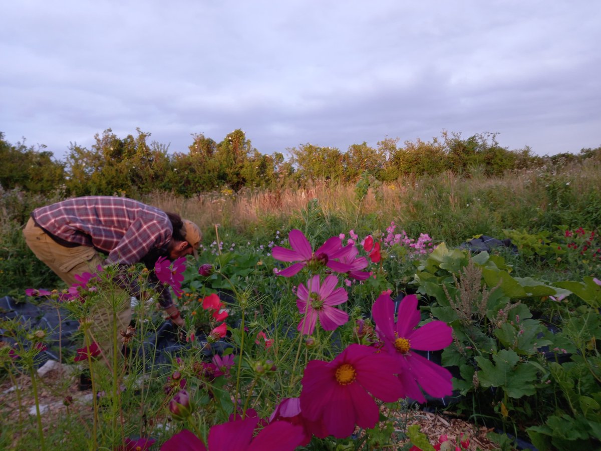 earthmovescoop's tweet photo. 🌸 The joy of #permaculture #interplanting is that we can enjoy these beautiful blooms and #harvest fresh strawberries!! 🌸🍓 https://t.co/xK9c2lodtB