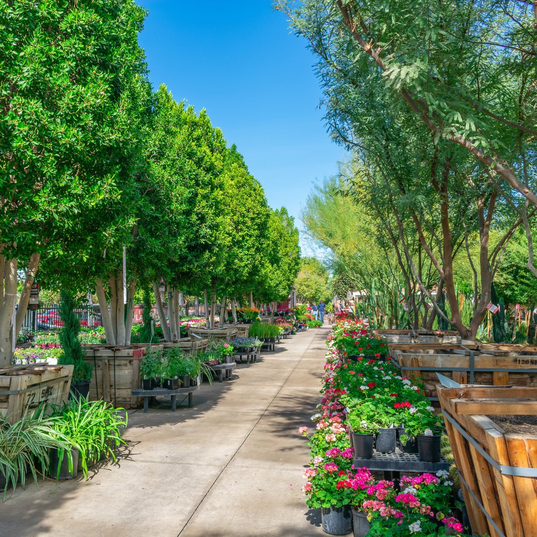 MoonValleyTrees's tweet photo. Why settle for immature trees & plants in an over sized bucket when you can have this...?
Find the Moon Valley Nurseries location nearest you here: https://t.co/gLoRFayYeR #BigTrees #BigTreeEnergy #MatureTrees https://t.co/w38fk9DgA3
