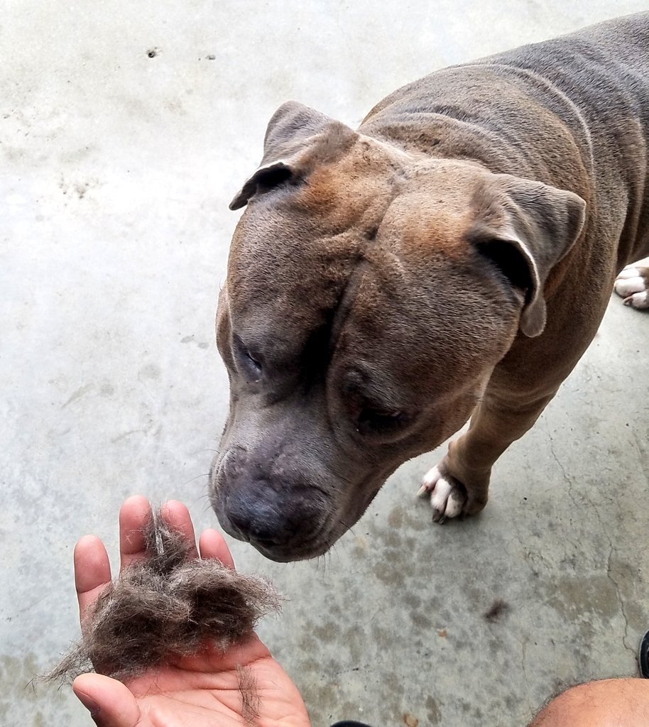 Baloowiththebr1's tweet photo. Already had my mornings brush, who says short haired dogs don't shedπ€£π #pitbulls #bullmastiff #Staffordshire #dogsoftwitter #pawsitivity #rescuedog #fureverhome #doglife #dogs #doglove #velvetyhippo #happydog #sundayfunday #sheddingproblems https://t.co/29Usgrxllx