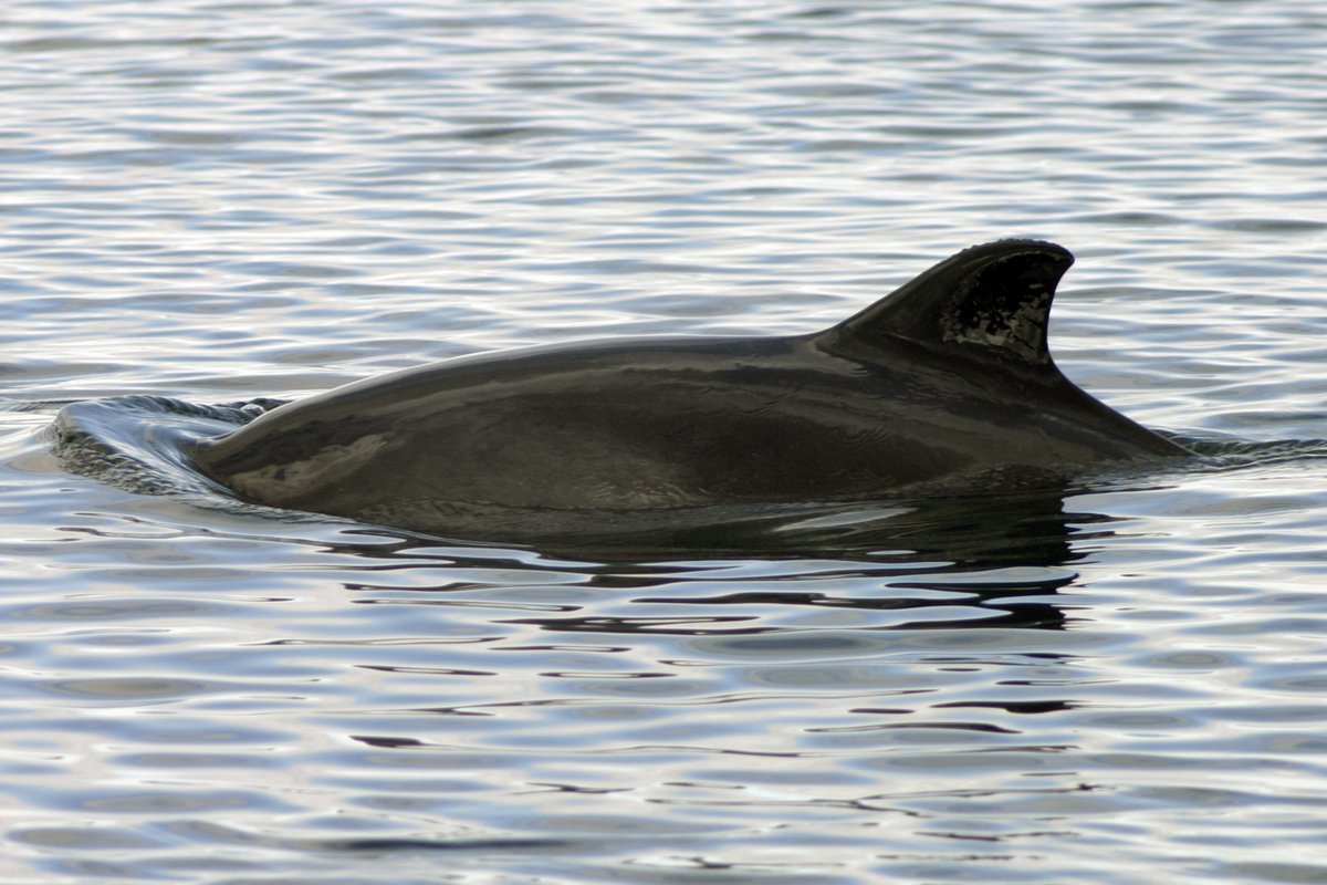Species fact file - Harbour Porpoise
Max length: 1.9m Max weight: 76kg
Each day, harbour porpoises will eat enough fish to replenish as much as 10% of their own body weight.
Mostly seen on their own, harbour porpoises are sometimes found in small groups.
Photo WDC/Charlie Philips