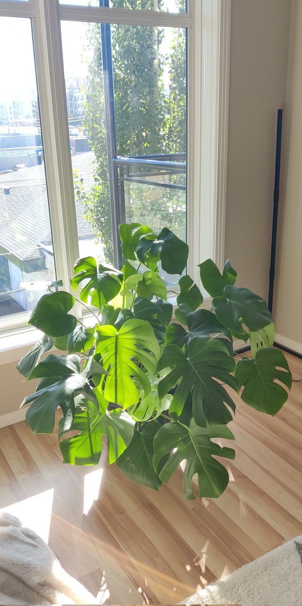 JayKanj's tweet photo. My favorite plant was cut from the picture, so here she is in all her large leafy glory! 🌿 https://t.co/xC9PzwvnqM