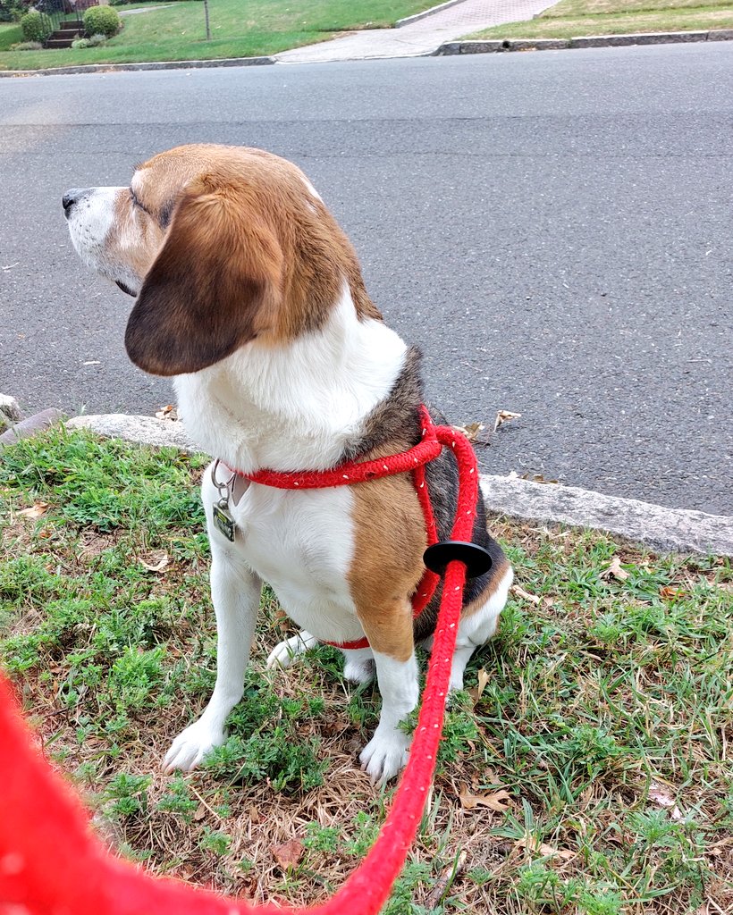 everything beagle 🌈💔louie 💔🌈 tweet media