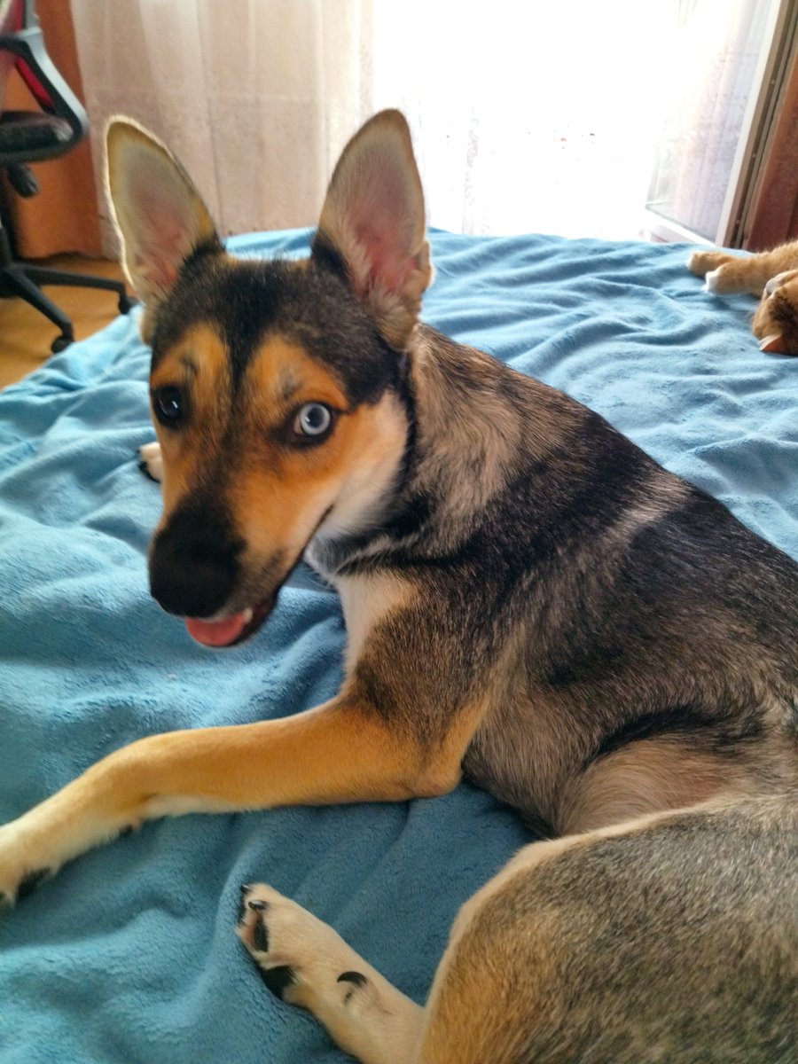 Маленькое чудо из приюта😍❤💕