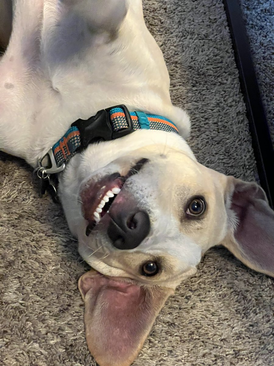 BurbankRob's tweet photo. Here’s the SPOD for Sunday, 8/28. Enjoy! #dogsoftwitter https://t.co/X6z5NJOBFD