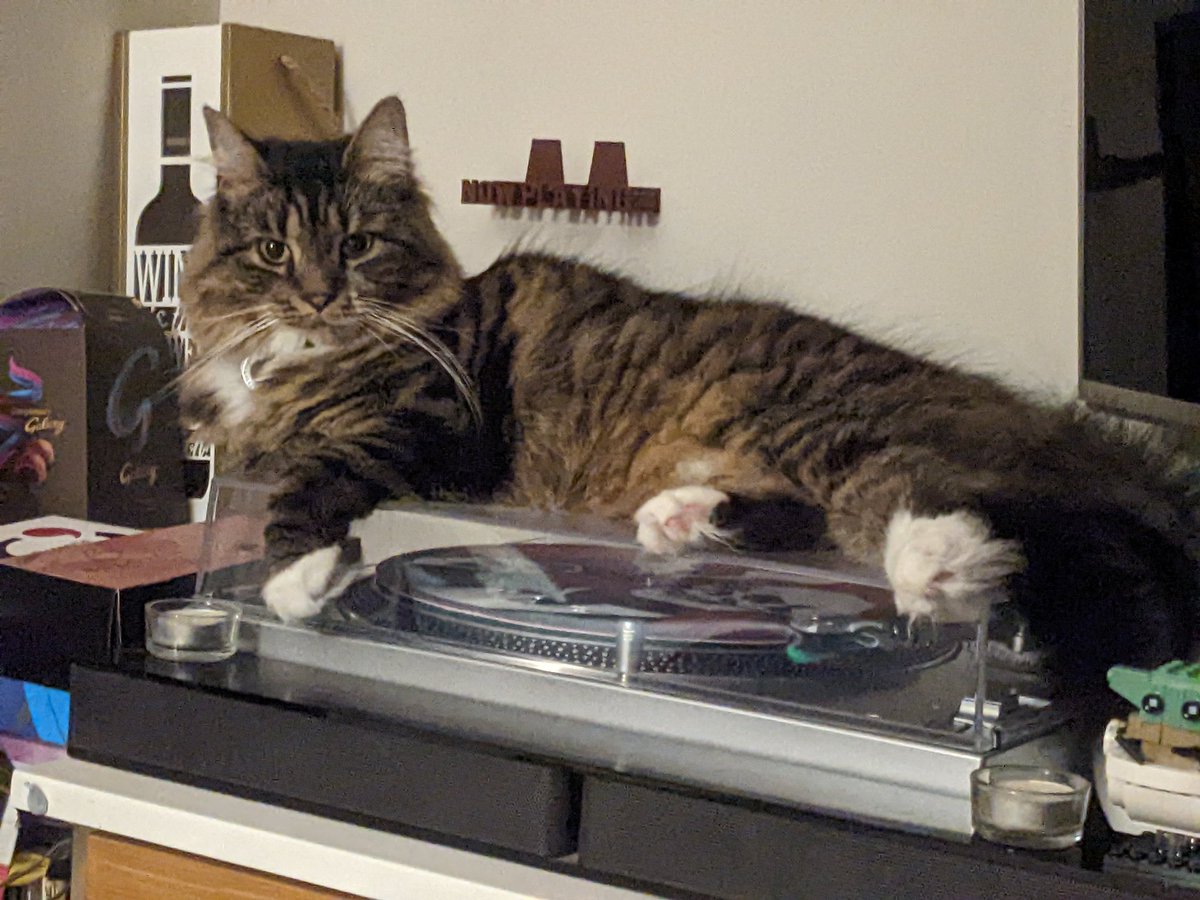 rescue_syd's tweet photo. I genuinely have no clue why the human is annoyed at my choice of where I lay!? Surely they know it's my house my rules? 🙄 #myhousemyrules #mainecoon #Tabby #tabbytroop #cats #CatsOfTwitter #catsofinstagram #relax #whatisyourproblem #AdoptDontShop #rescuecats #myrules #floof https://t.co/5AQJhdMx1l