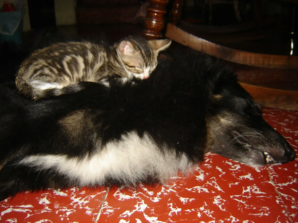 OmarNipolan's tweet photo. El gato duerme
confiando en el perro
¿Quien cuida a quien?
#Haiku #RetoHaiku https://t.co/dzbz2K4588