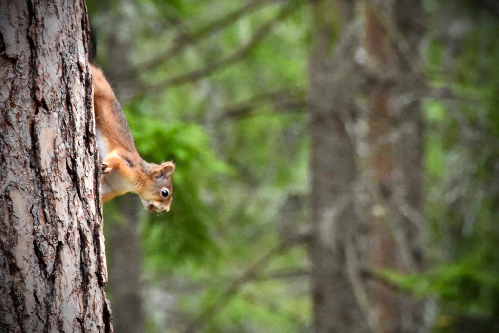 Aquestes bestioles son molt nervioses, van amunt i avall tota l’estona i de sobte, paren uns segons, pocs, com si pensessin en alguna cosa i és aleshores quan pots disparar per enganxar-les. T’obliguen a estar molt atent! #esquirols #vidasalvatge #bosc #vidaalbosc