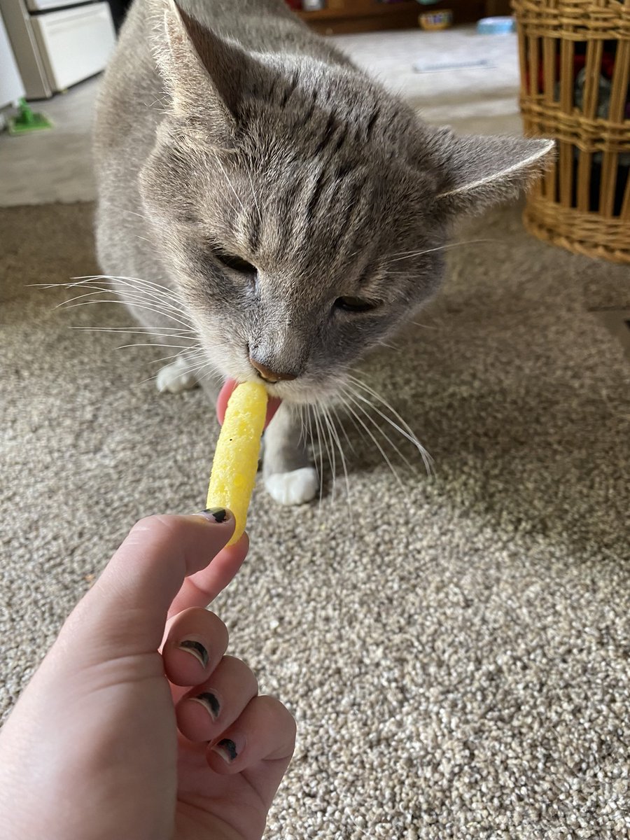 All1umz's tweet photo. Not many people will see this but those who do please send pictures of your pets, am sad and would like to see pets. Here’s some random animals I’ve met to start. https://t.co/BuyZxegf9F