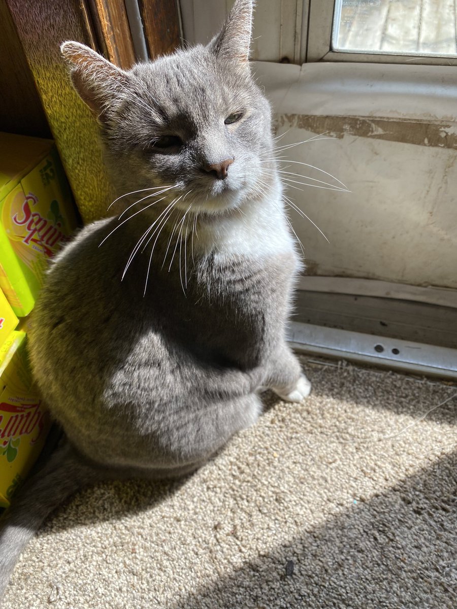All1umz's tweet photo. Not many people will see this but those who do please send pictures of your pets, am sad and would like to see pets. Here’s some random animals I’ve met to start. https://t.co/BuyZxegf9F