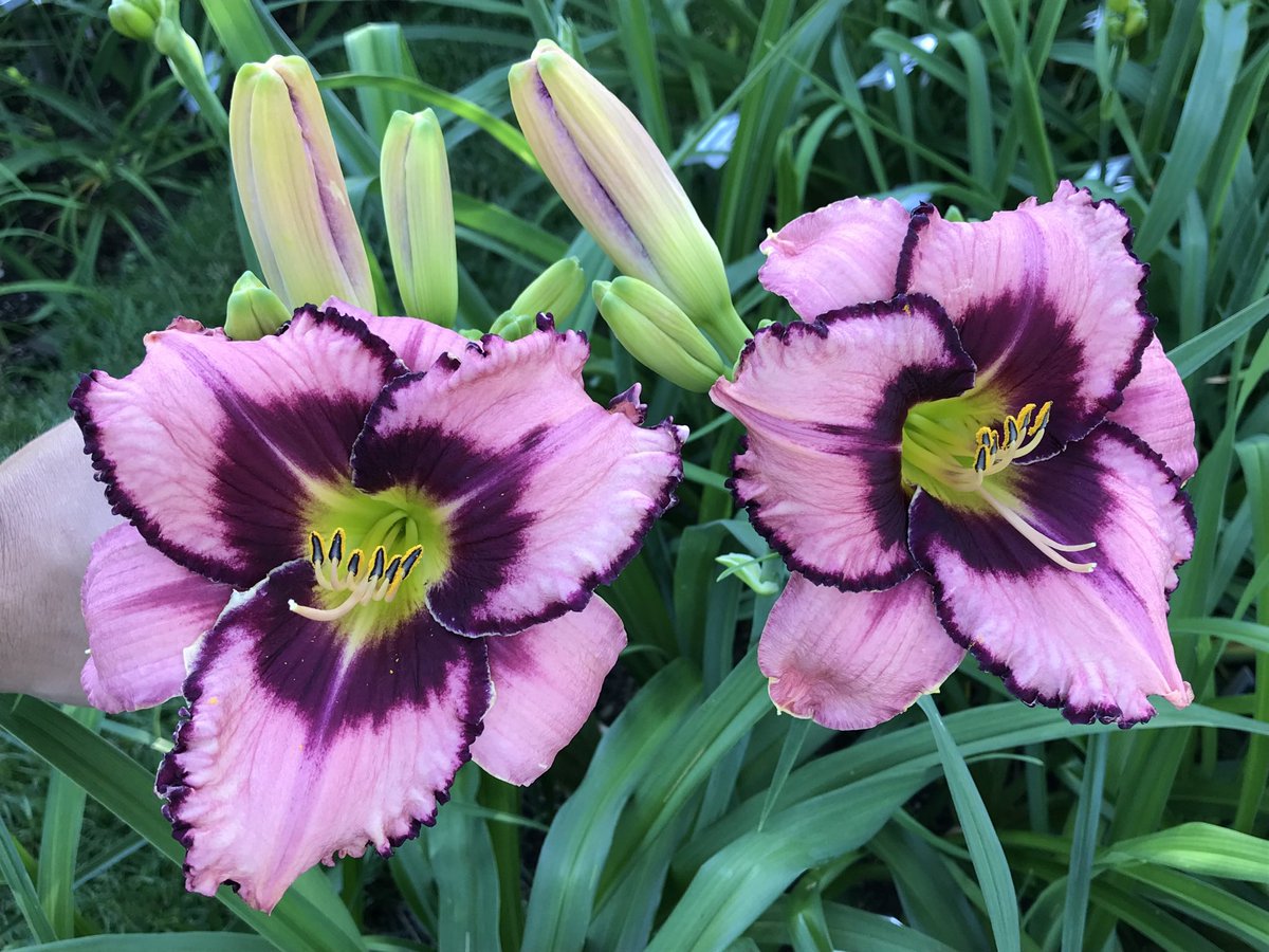 TattoodGardener's tweet photo. My first 2 daylilies have been approved. Officially introducing Katy Rose and Izzy in Wonderland #hybridizer #daylily #hemerocallis https://t.co/8s2RxYoZpn